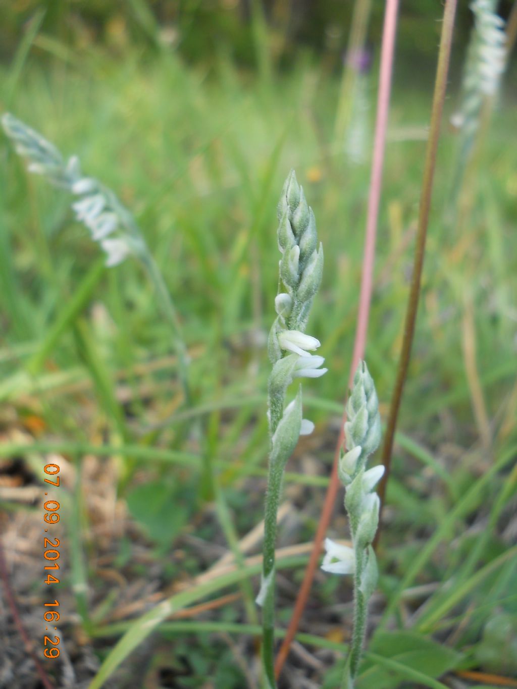 Spiranthes spiralis